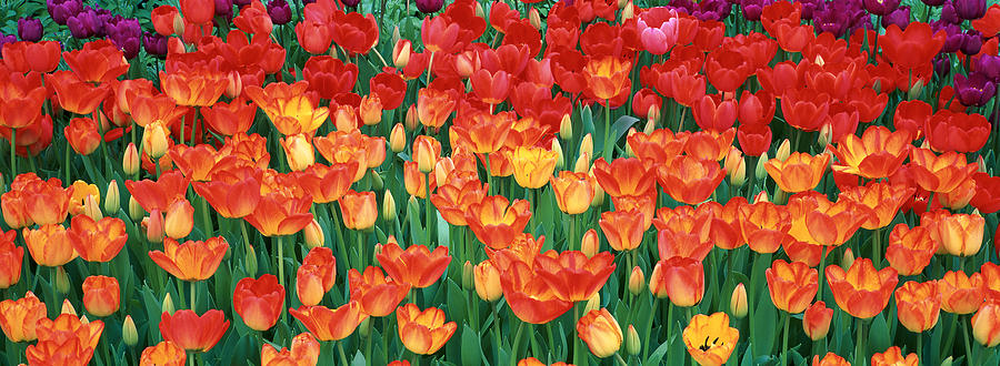 Spring Photograph - Close-up Of Tulips In A Garden by Panoramic Images