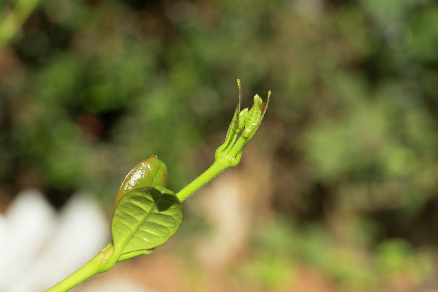 Close Up of Two leaves and a Bud Photograph by Robin Podder - Fine Art ...