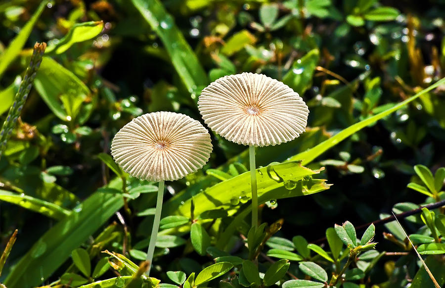 Close Up Of Two Tiny Mushrooms Photograph by Michael Whitaker