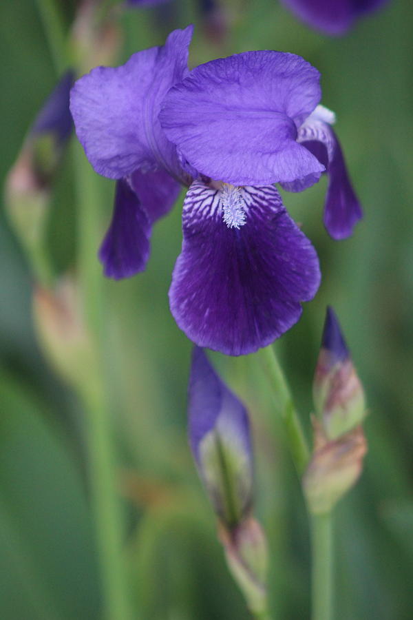 Close Up of Ultraviolet Iris Portrait Photograph by Colleen Cornelius