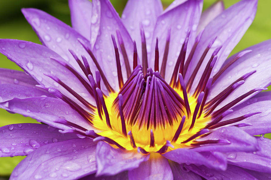 Garden Photograph - Close up of violet water lily by Tosporn Preede