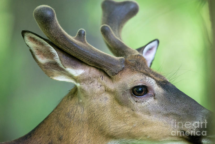 Close up  of whitetail deer buck with velvet antlers Photograph by Dan Friend