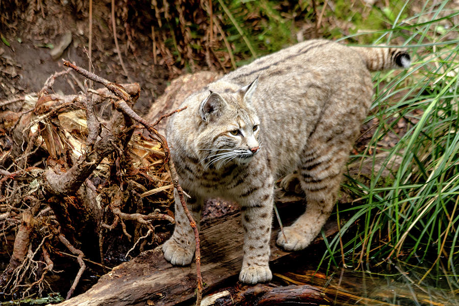Close up of Wild Bobcat Photograph by Teri Virbickis
