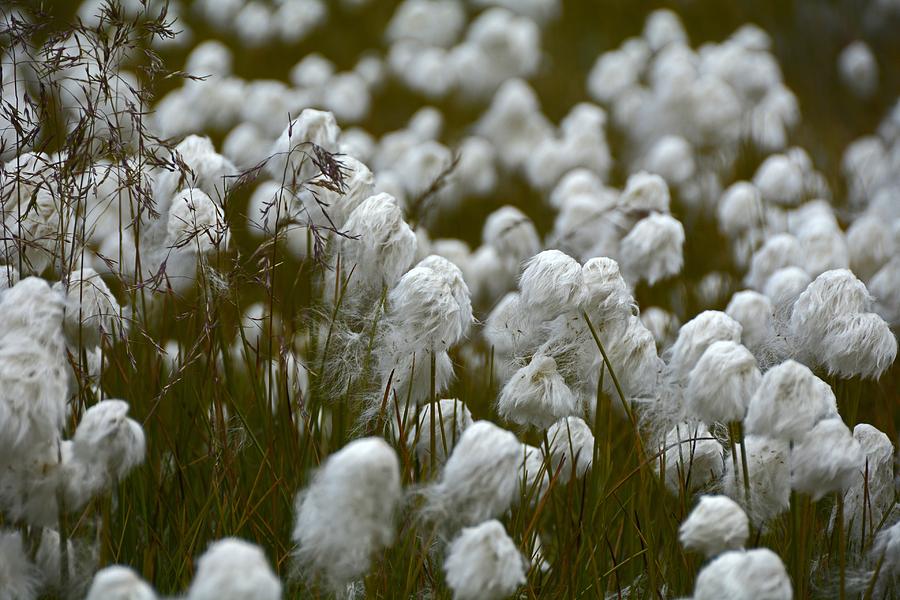 What Does Wild Cotton Look Like 