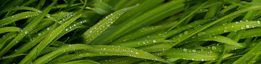 Nature Photograph - Close-up Of Wild Wet Grass by Panoramic Images