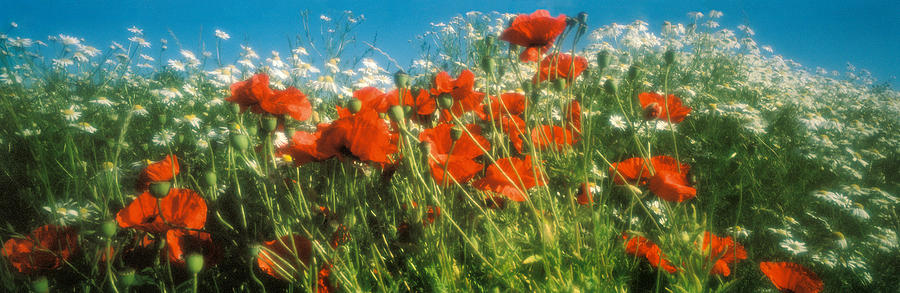Poppy Photograph - Close-up Of Wildflowers And Poppies by Panoramic Images