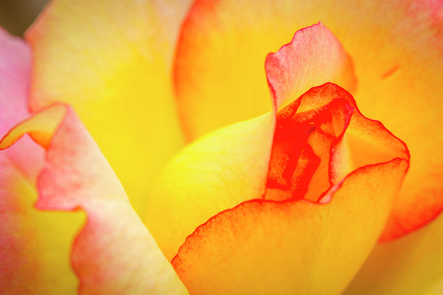 Close up of Yellow and Pink Rose Photograph by Teri Virbickis