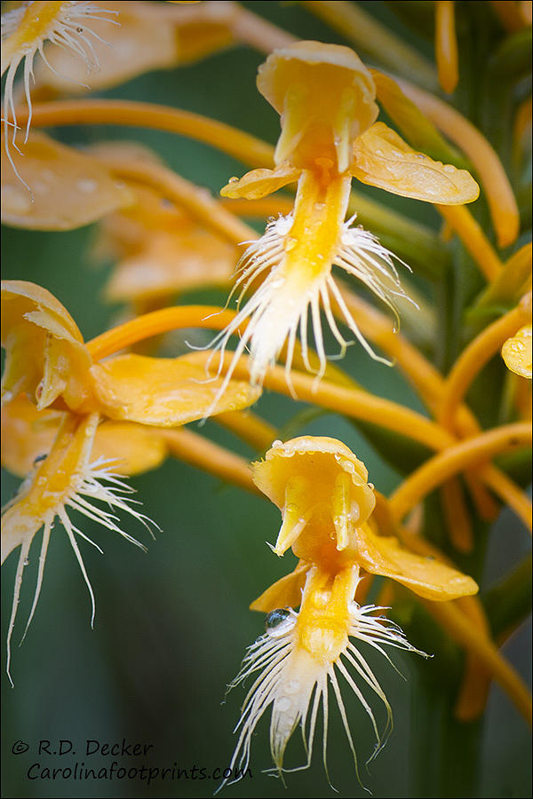 Close-up of Yellow Fringed Orchid Photograph by Bob Decker