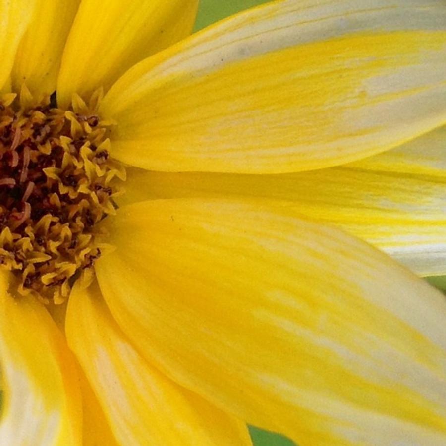 Sunflower Photograph - Close Up On A Little Birdseed by Jerri Bjork