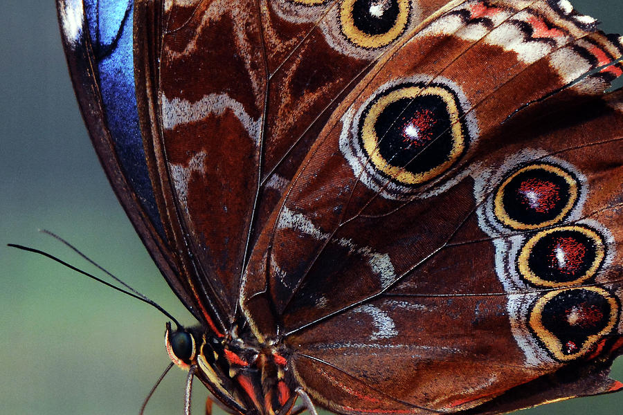 Up Movie Photograph - Close-up on beautiful brown and blue butterfly by Oana Unciuleanu