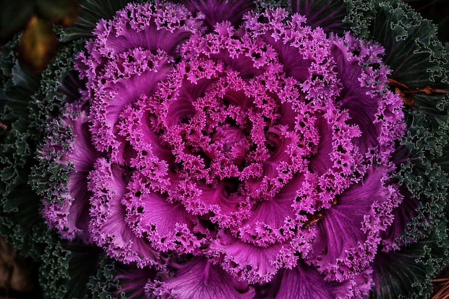 Close Up Ornamental Cabbage  Photograph by Buck Buchanan