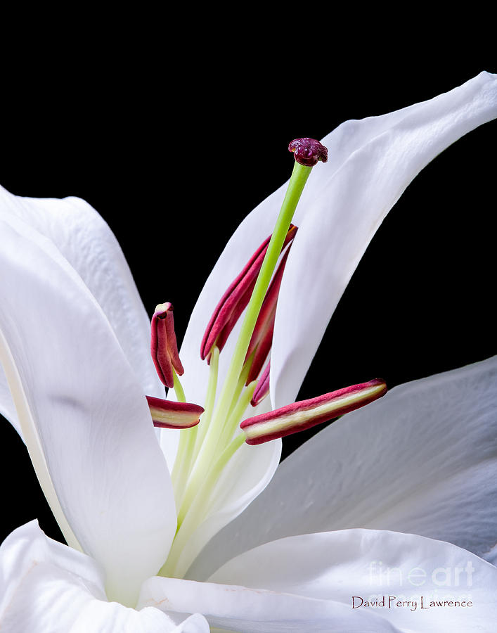 Close-up Photograph Of A White Oriental  Lily Photograph