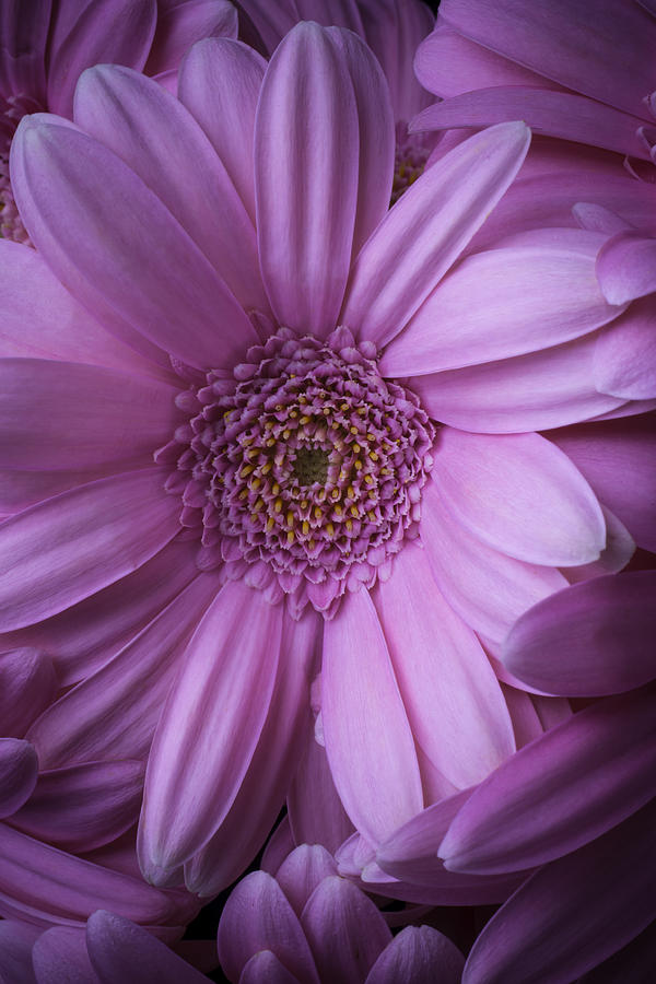 Daisy Photograph - Close Up Pink Gerbera by Garry Gay