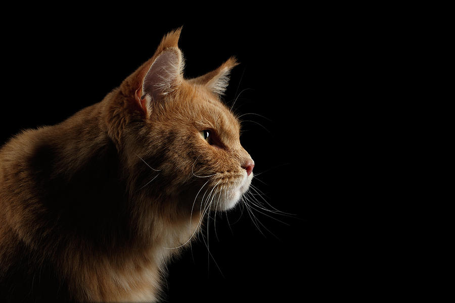 Cat Photograph - Close-up Portrait Ginger Maine Coon Cat Isolated on Black Background by Sergey Taran