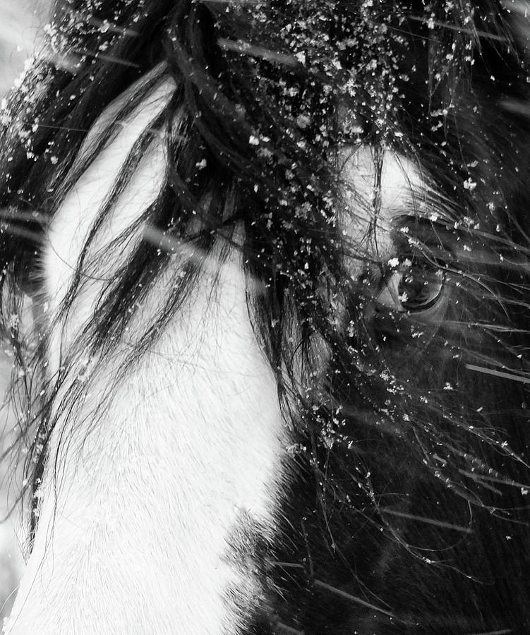 Close Up Portrait Of A Horse In Falling Snow Photograph by Philip Openshaw