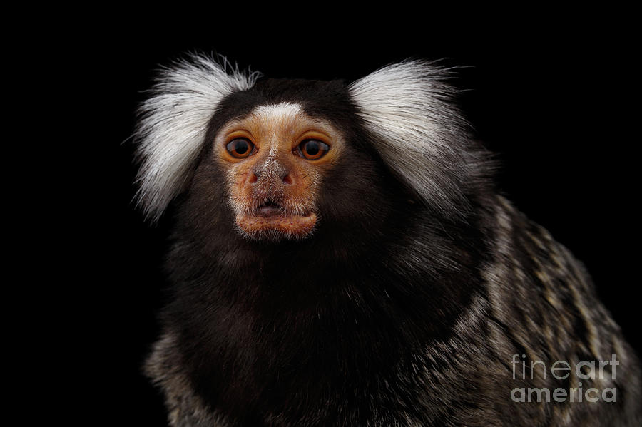 Wildlife Photograph - portrait of Common Marmoset by Sergey Taran