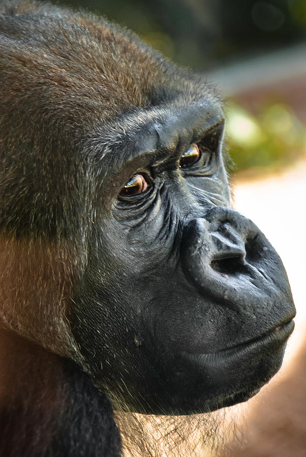 Close Up Portrait Of Gorilla Photograph