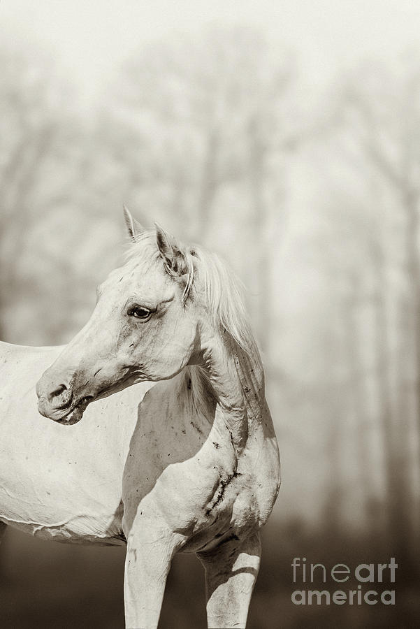 Close up portrait of lone white horse Photograph by Dimitar Hristov