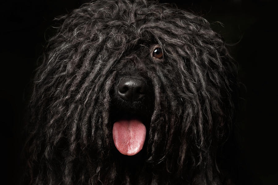 Close up Portrait of Puli Dog isolated on Black Photograph by Sergey Taran