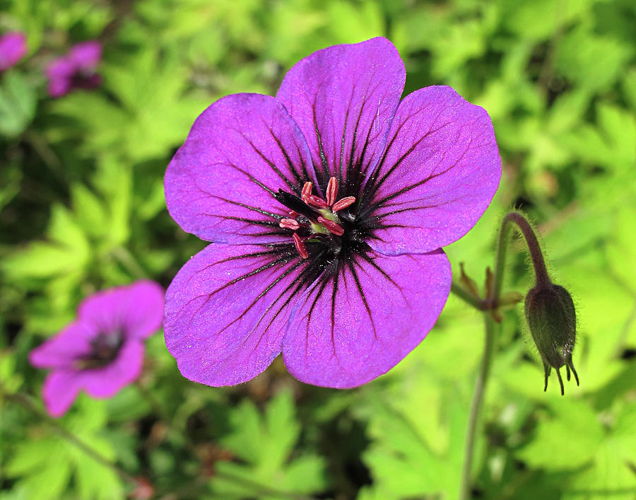 Close Up Purple Flower Photograph by Helaine Cummins