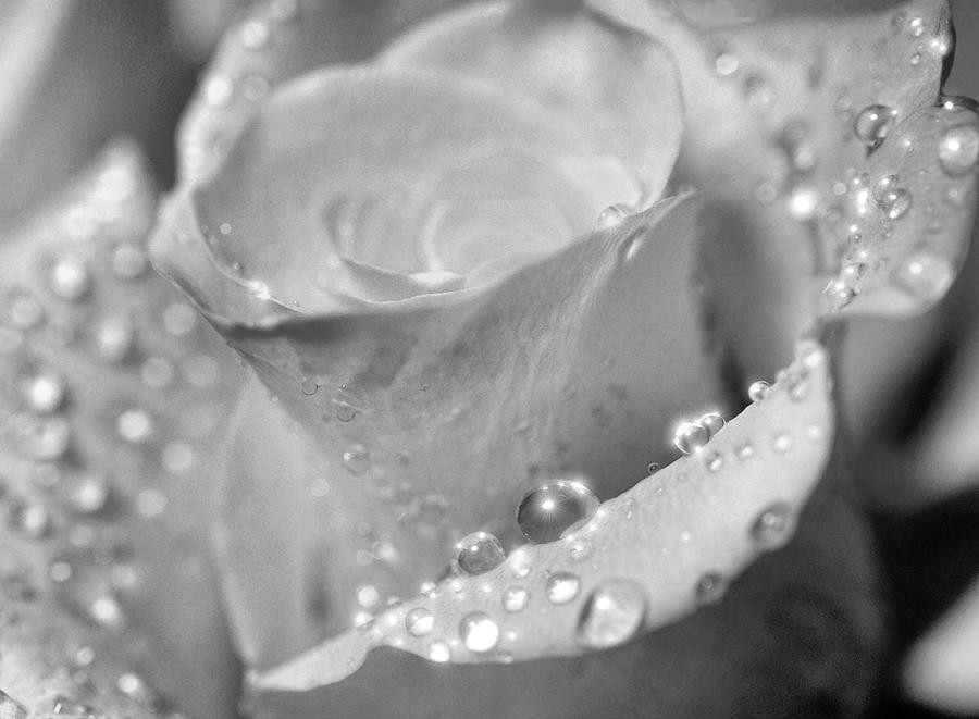 Close up rain drop on the rose Photograph by Lilia S