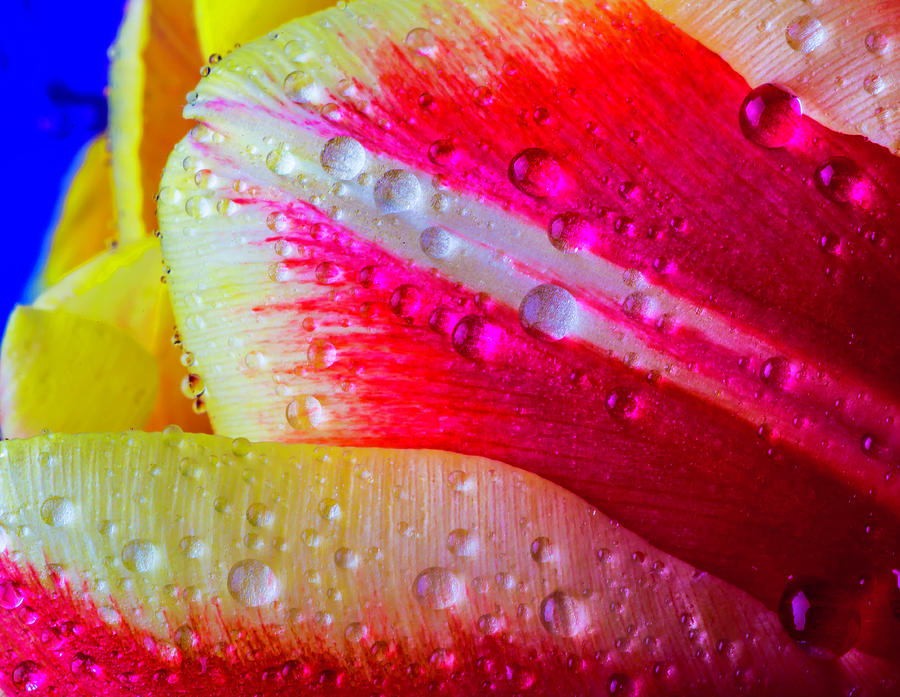 Close Up Red And Yellow Tulip Photograph by Garry Gay