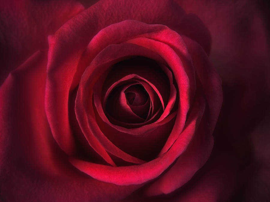 Close-up Red Rose Flower On Red Photo Image Print Art-Work Online Photography Photograph by Nadja Drieling - Flower- Garden and Nature Photography - Art Shop