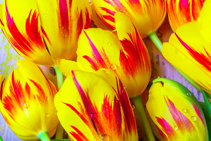 Close Up Red Yellow Tulips Photograph by Garry Gay