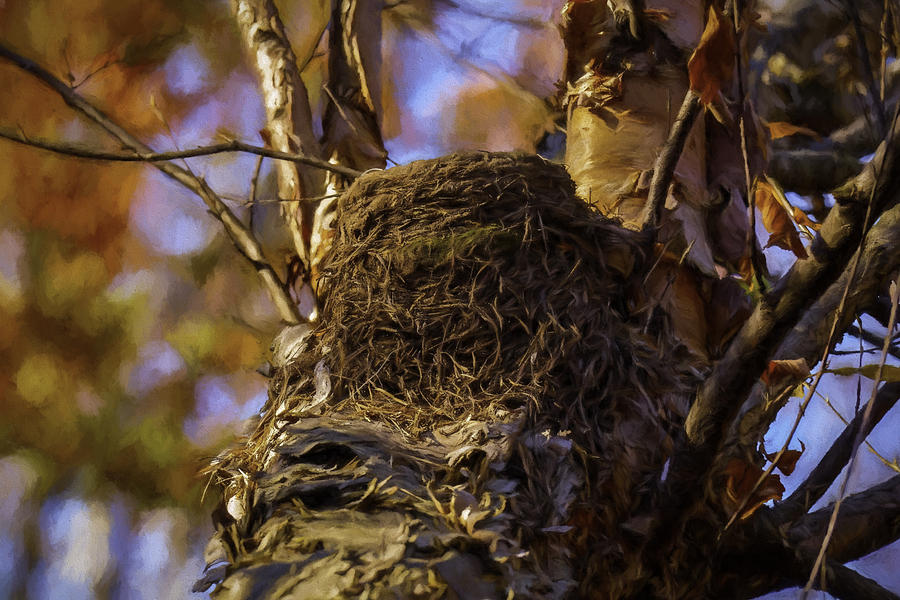 Close Up Robins Nest Photograph