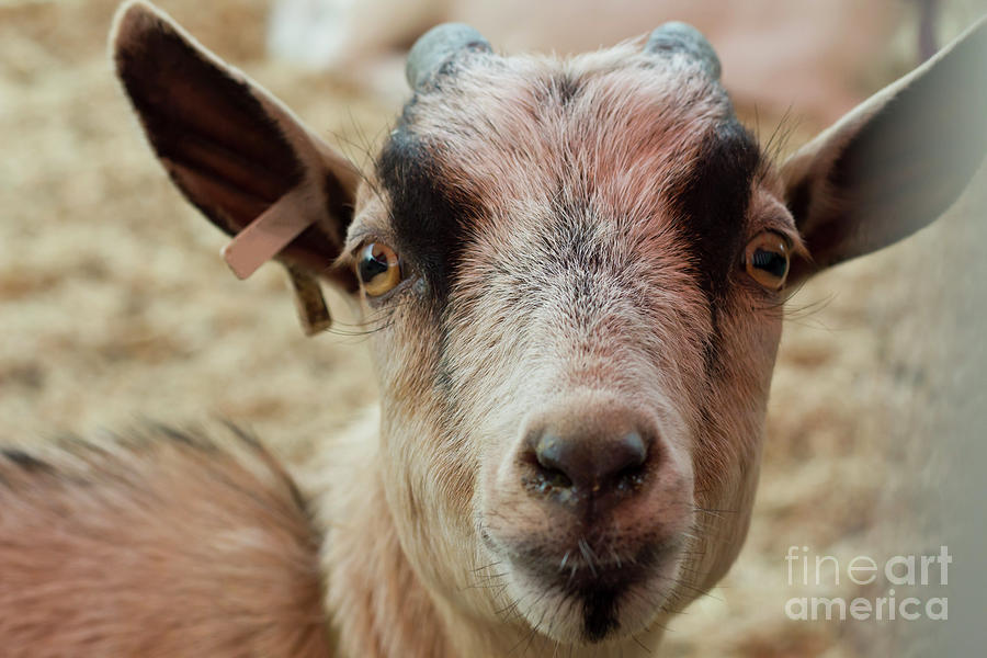 Close up Sad Goat Photograph by Ezume Images - Pixels