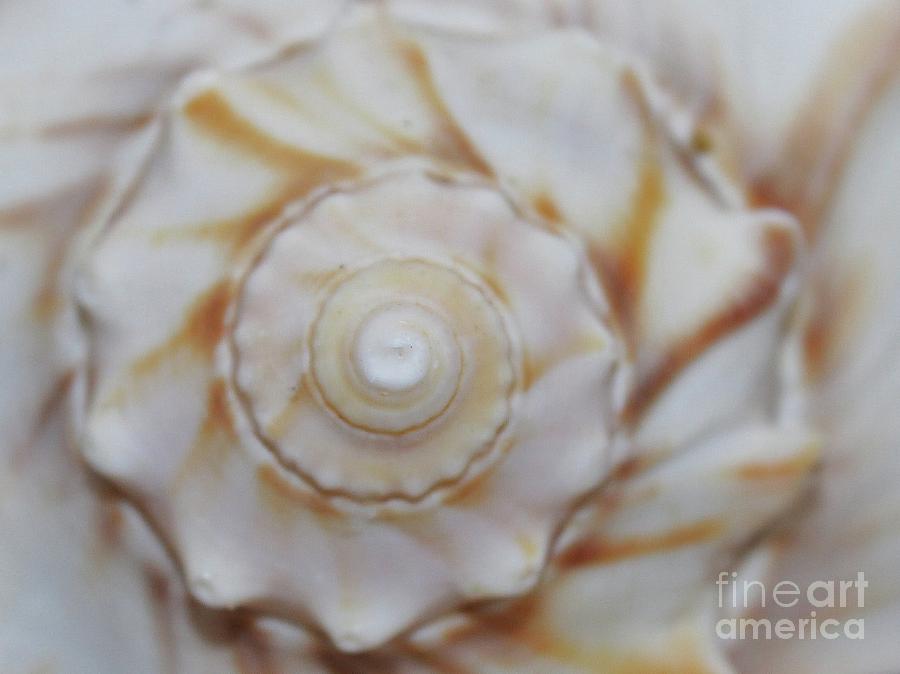 close-up-sea-shell-photograph-by-paulette-thomas-pixels