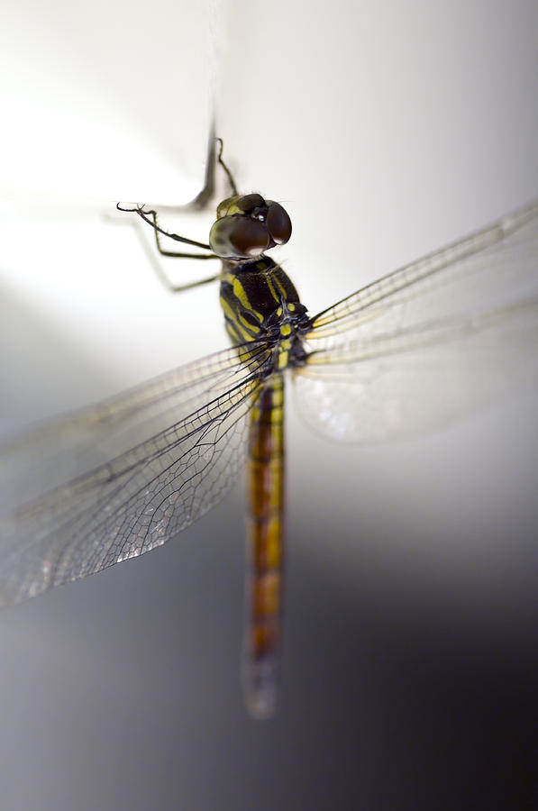 Close up shoot of a anisoptera dragonfly Photograph by U Schade