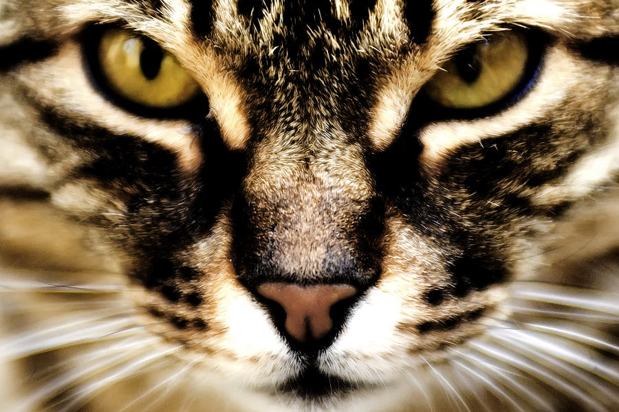 Cat Photograph - Close up shot of a cat by Fabrizio Troiani