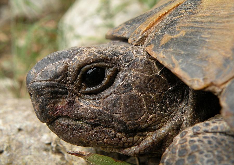 Close Up Side Portrait Of A Turkish Tortoise Photograph