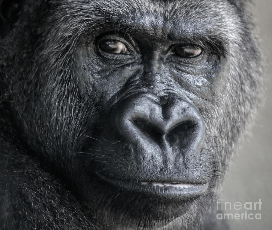 Top 90+ Pictures Photos Of Silverback Gorilla Latest 10/2023