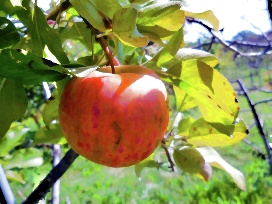 Fresh Organic Apples Painting by Jeelan Clark - Fine Art America