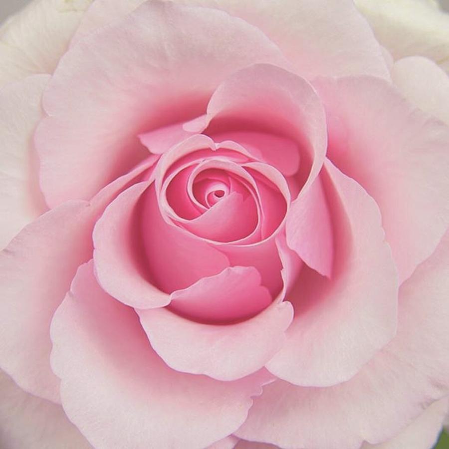 Close-up Single Rose Photograph by Sungi Verhaar