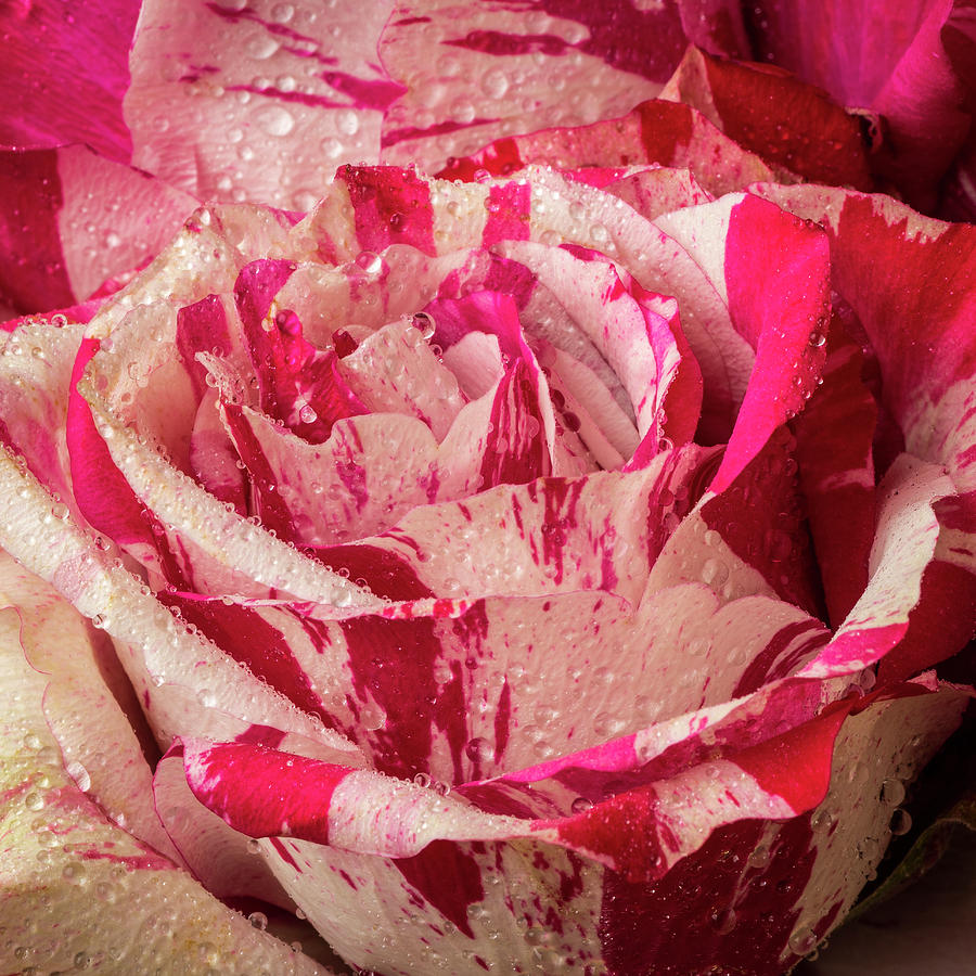 Close Up Soutime Roses Photograph by Garry Gay