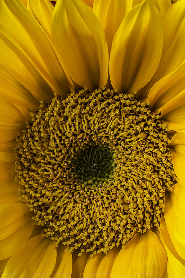 Sunflower Photograph - Close Up Sunflower by Garry Gay