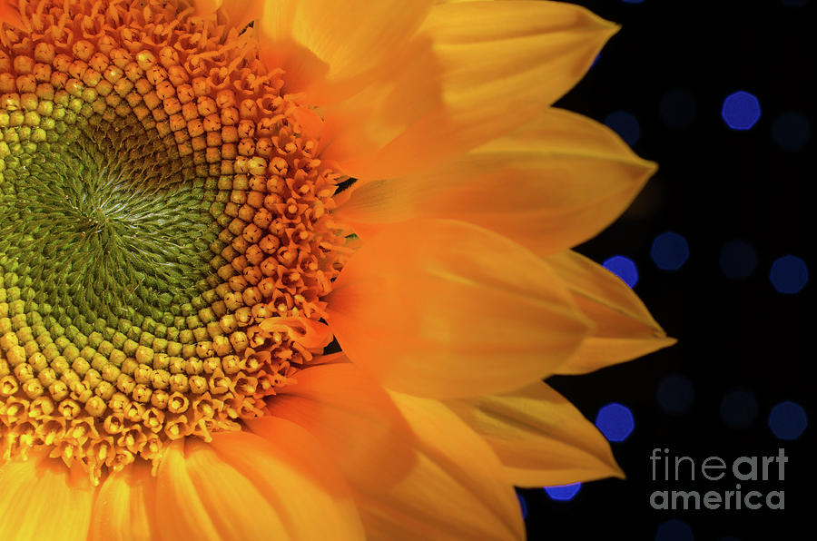 Close-up Sunflower Nature / Floral / Botanical Photograph Photograph by PIPA Fine Art - Simply Solid