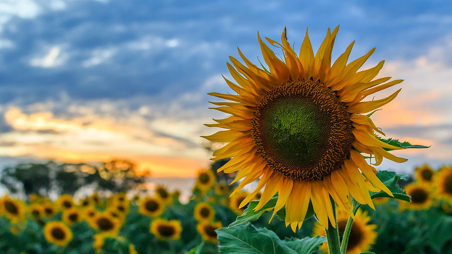 Sunset Photograph - Close up Sunflower by Sandy Eveleigh