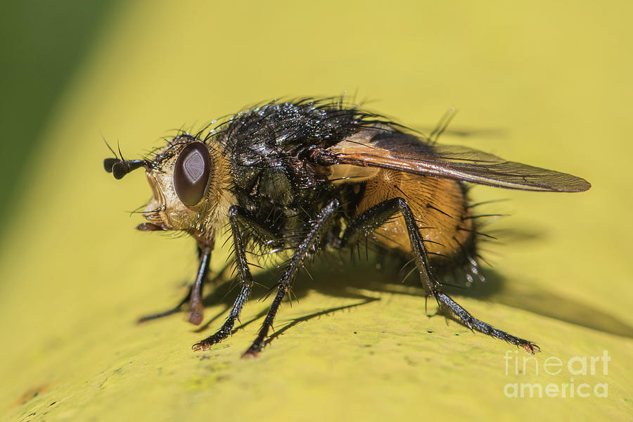 Close up - Tachinid fly - Nowickia ferox Photograph by Jivko Nakev