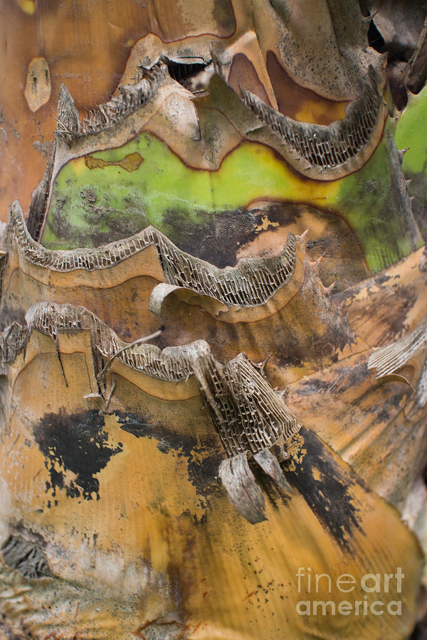 Slash Photograph - Close Up Texture of Cut Bananna Tree Trunk by Jason Rosette