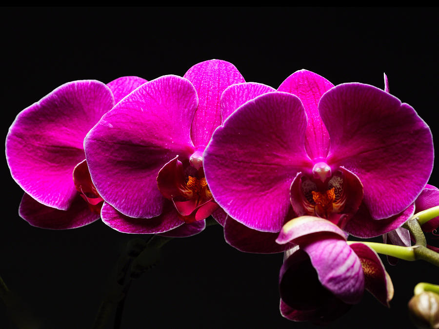 Phalaenopsis Amabilis Photograph - Close Up View of a Red Orchid by George Oze