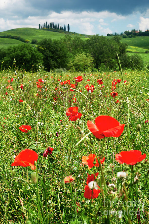 Close Up View of Red Poppies in a Field Photograph by George Oze