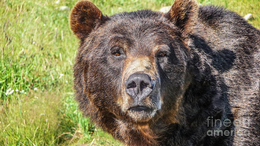 Close-up view of staring grizzly bear in the Canadian wilderness Photograph by JR Photography