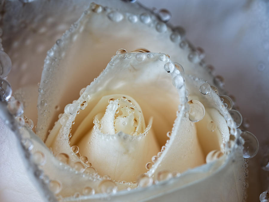 Close Up White Rose Photograph by Brad Boland