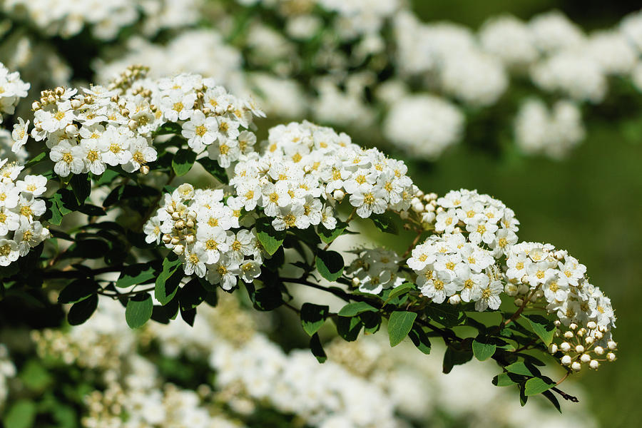 Close-up White Spirea bush Photograph by Cristina Stefan