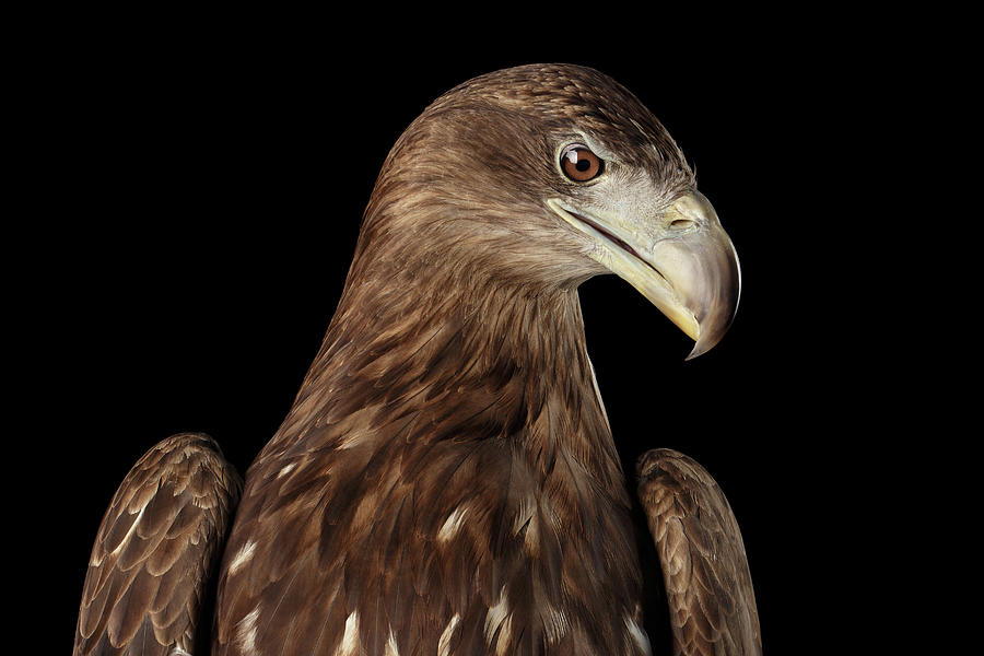 Eagle Photograph - Close-up White-tailed eagle, Birds of prey isolated on Black bac by Sergey Taran