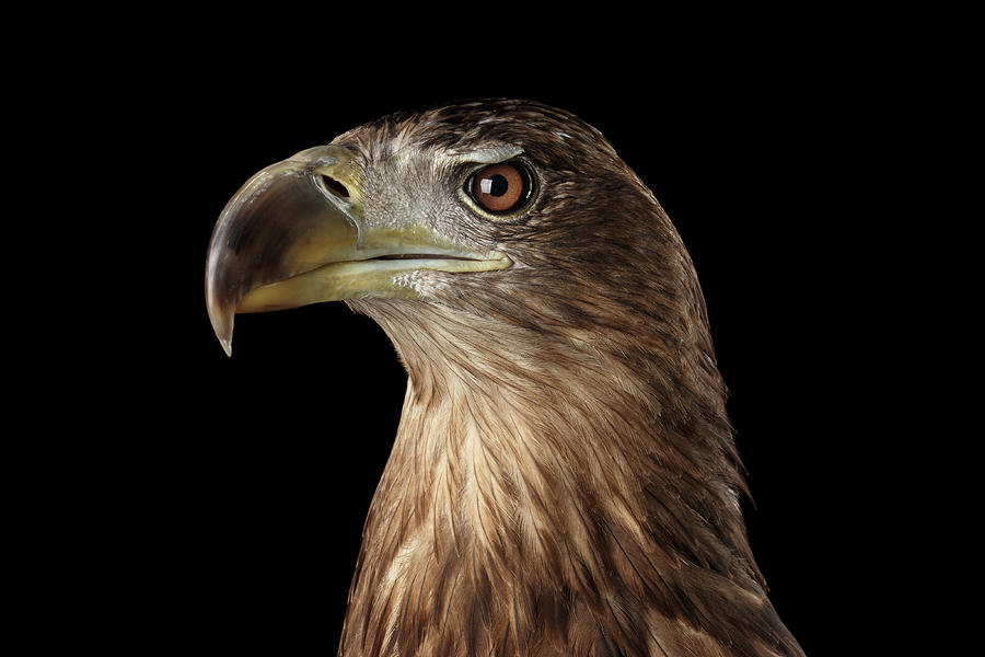 Eagle Photograph - Close-up White-tailed eagle, Birds of prey isolated on Black background by Sergey Taran